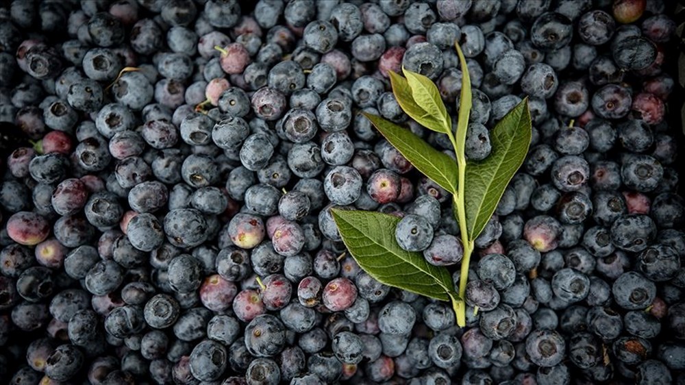 Doktorların tavsiye ettiği 5 yaşlanma karşıtı yiyecek - 1