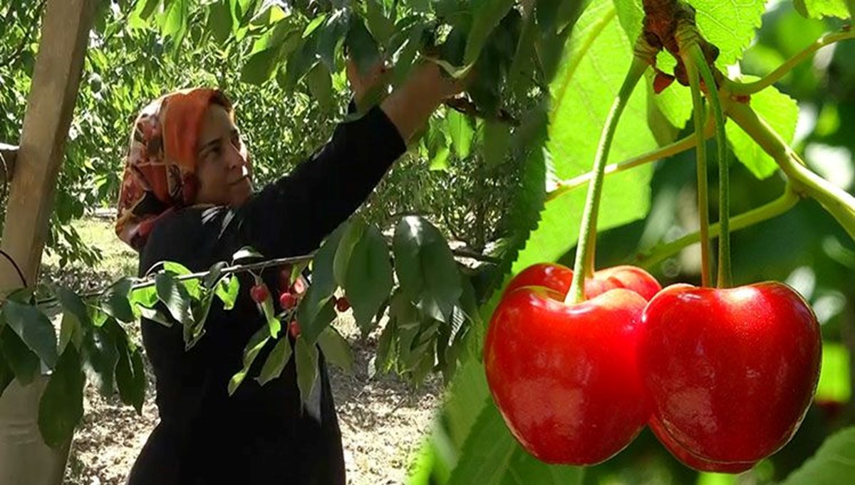 Bahçede kilosu 35 liradan satılıyor