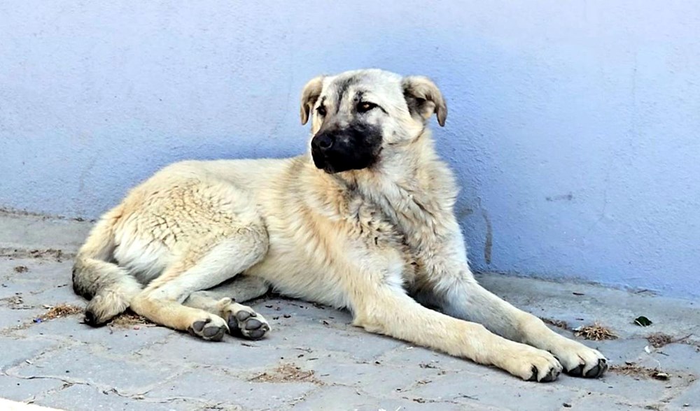 Bunun adı canilik! Bastonuyla köpeğe defalarca vurdu, "Bobi" kanlar içinde kaldı - 5