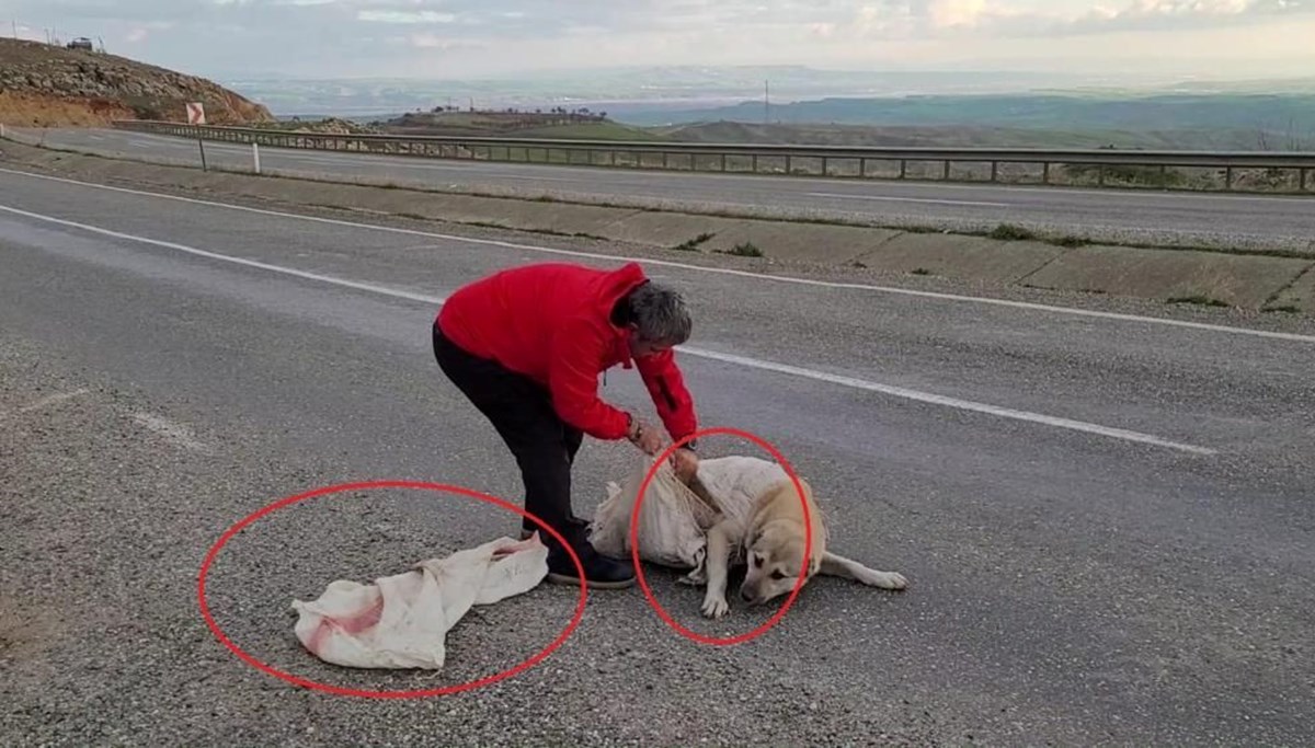 Torba içine koyulan köpek ölüme terk edildi