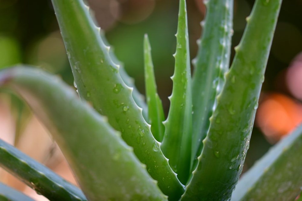 Aloe Vera (tıbbi sarısabır) nedir? Aloe Vera bitkisine nasıl bakılır? Faydaları nelerdir? - 3