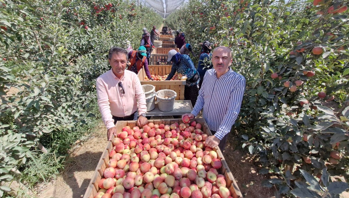Karaman'da elma hasadı buruk başladı