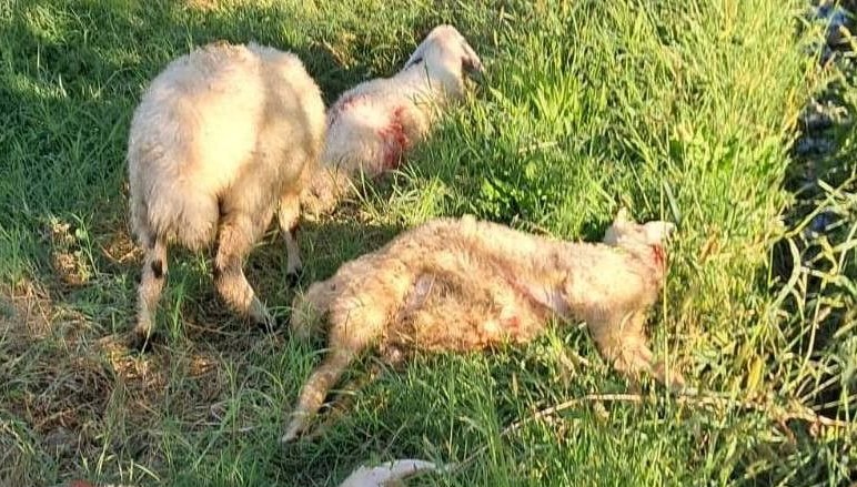 Erzincan’da sokak köpekleri 6 kuzuyu telef etti