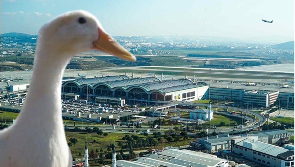 Sabiha Gökçen Havalimanı'nda ördek alarmı
