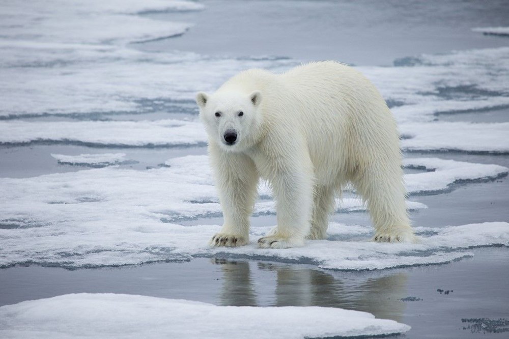 Kutup ayıları 22. yüzyılı göremeyecek - 2