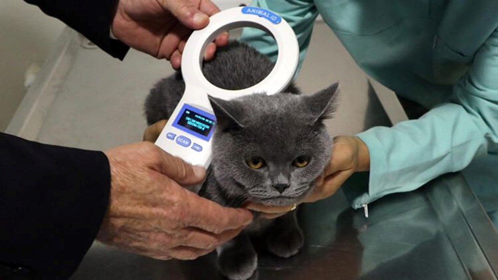 Evcil hayvanı olanlar dikkat! Bu tarihe kadar yaptırmayanlar ceza ödeyecek (2022 evcil hayvan çip taktırma uygulaması) - 1