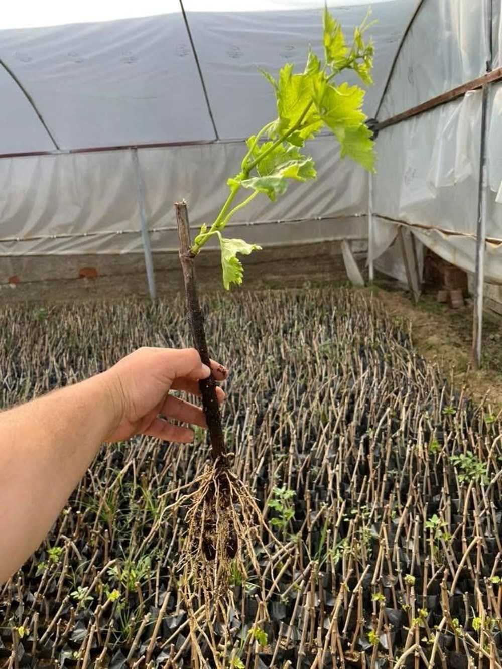 d5319ZjntUCDJOLdAXTcNA