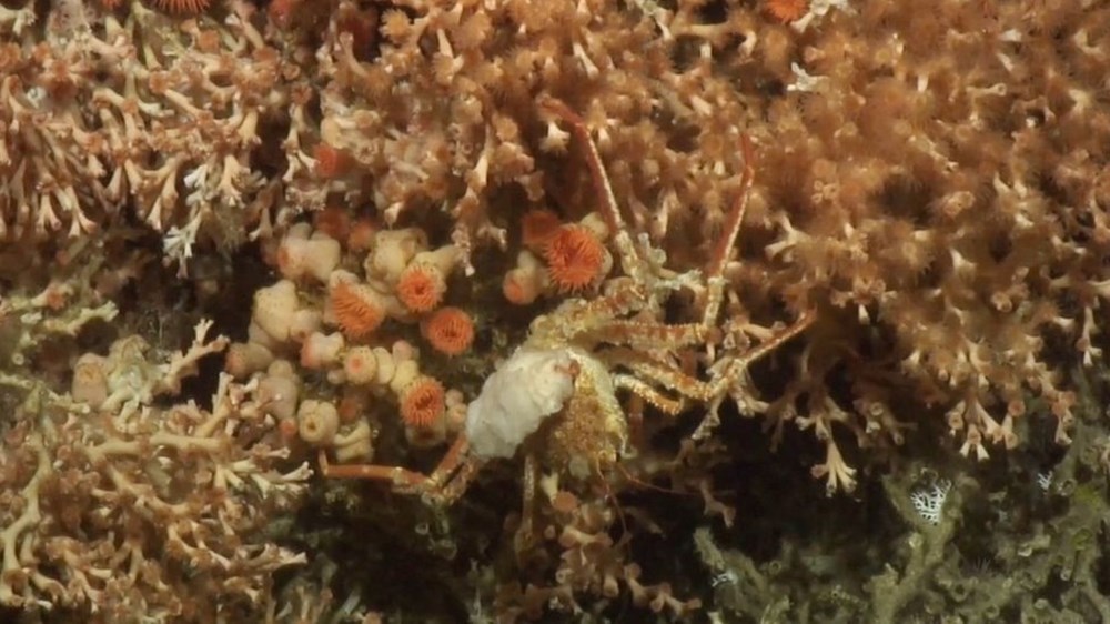 Atlas Okyanusu’nun derinliklerinde 12 yeni tür keşfedildi - 2
