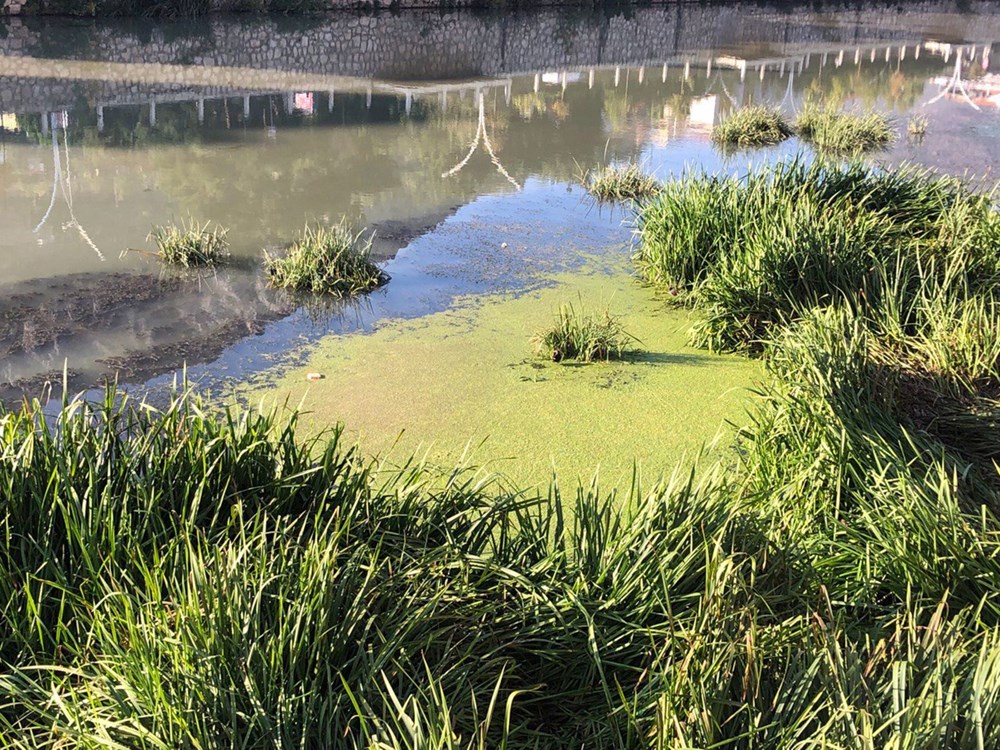 Yeşilırmak'ın siyanobateriler ile istilası