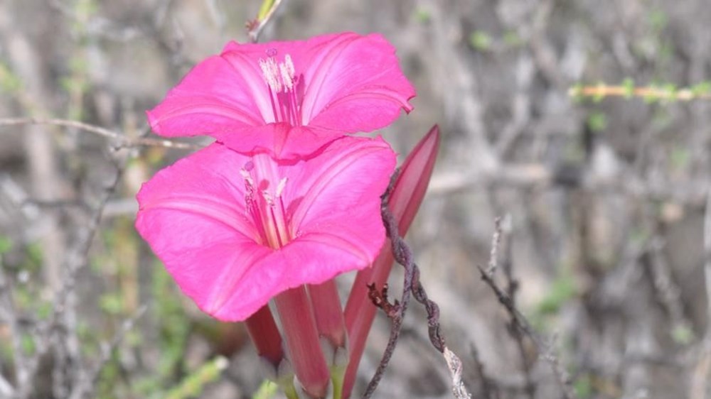 Dünyanın “en çirkin orkidesi” 2020’de yeni keşfedilen türler arasında - 7