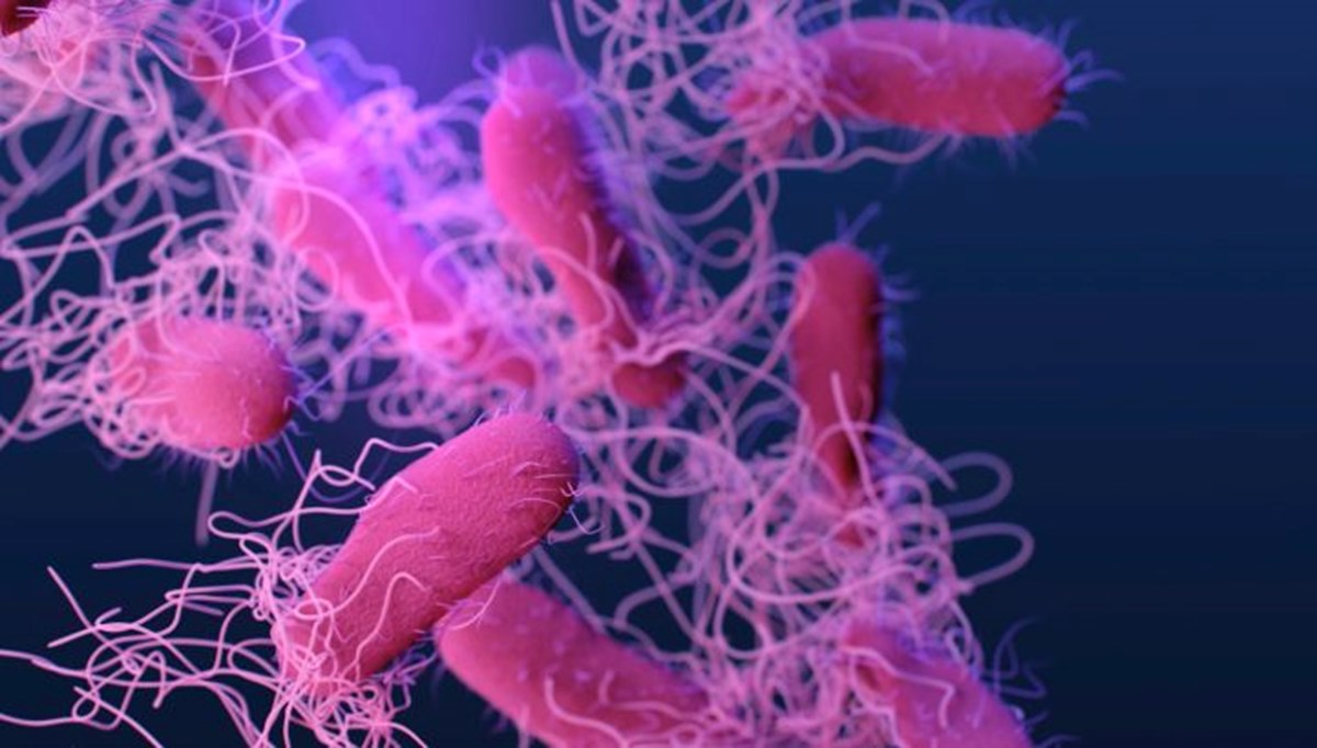 ABD’de salmonella alarmı