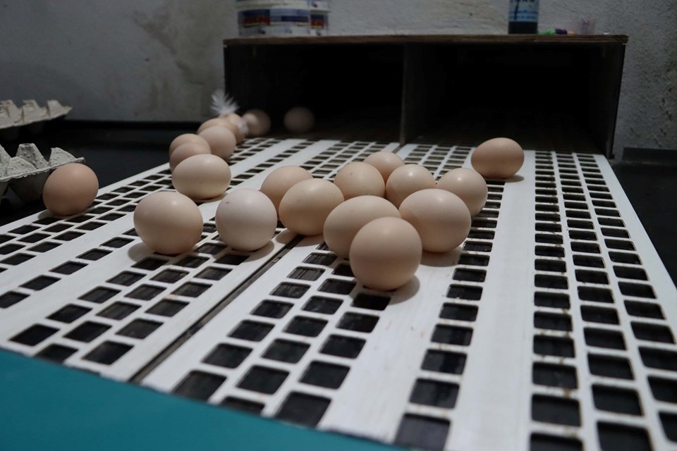 Yumurta üreticisinden gezen tavuk yumurtası uyarısı: Bugün ülkemizde üretimi mümkün değil - 1