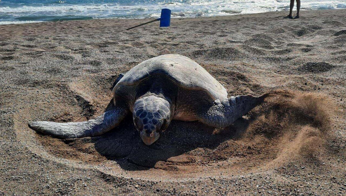 Caretta caretta yuva sayısı 6 bine ulaştı