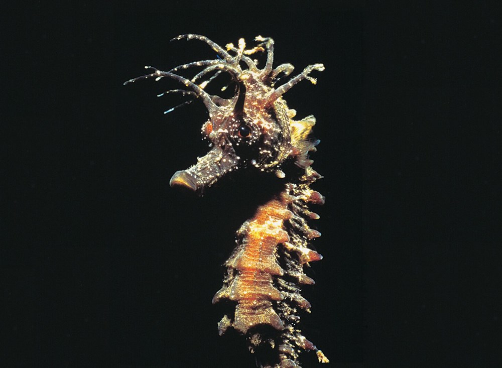The hidden and colorful world of the Mediterranean - 6