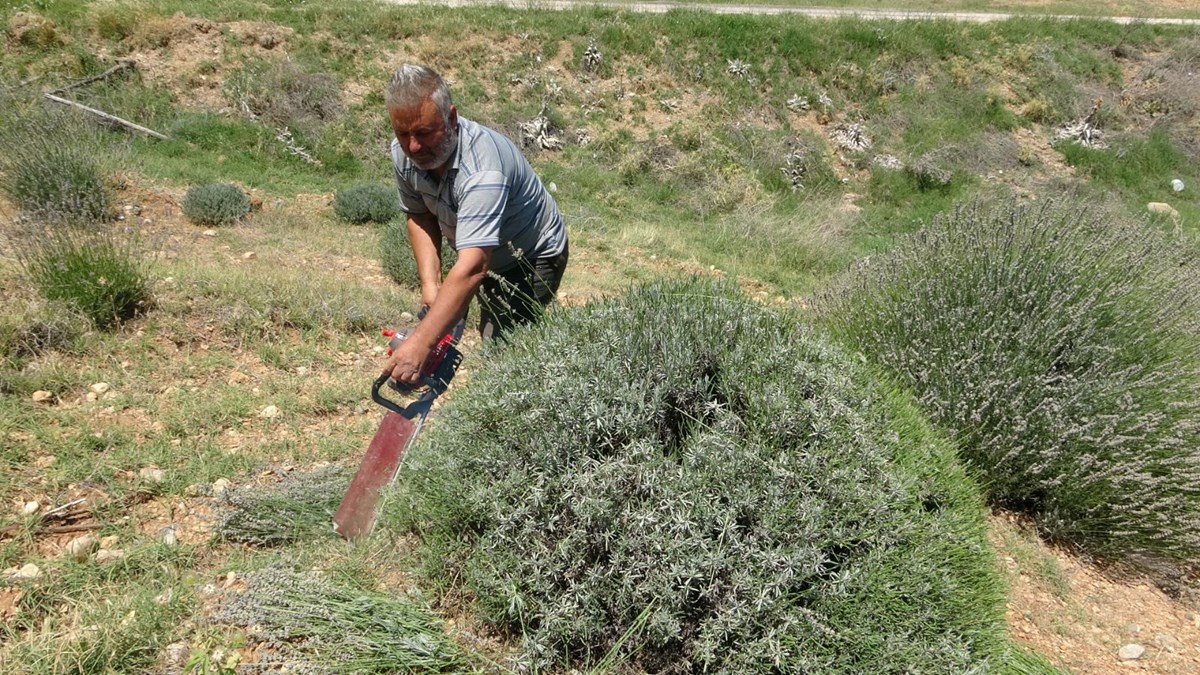 Türkiye'den dünya pazarına satılıyor! Köyde hasat başladı, hoş kokusuyla mest ediyor