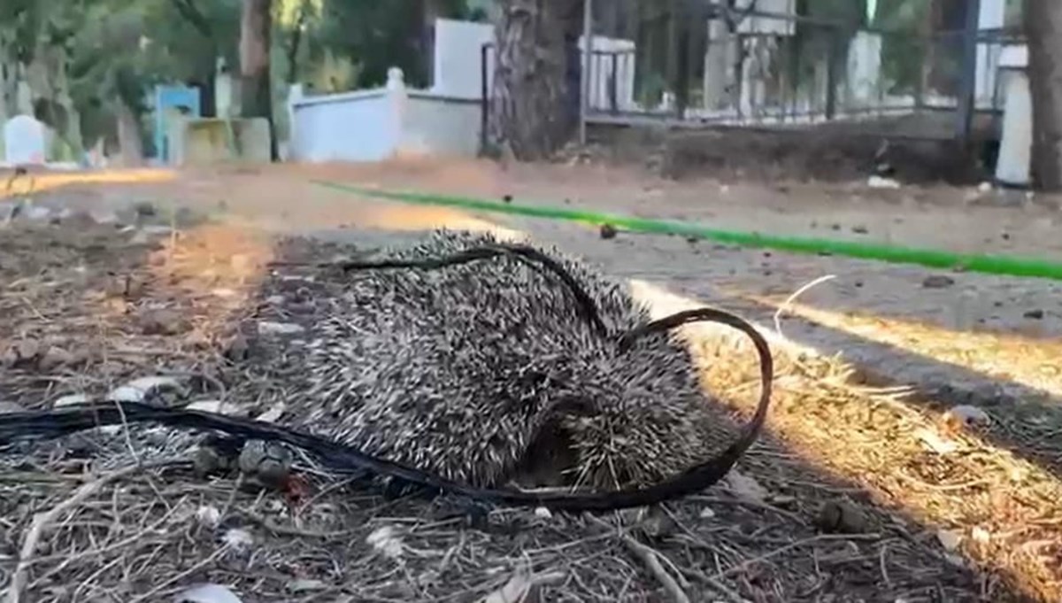 Kirpiyi iple bağlayıp aç susuz bıraktılar Kirpiyi iple bağlayıp aç susuz bıraktılar