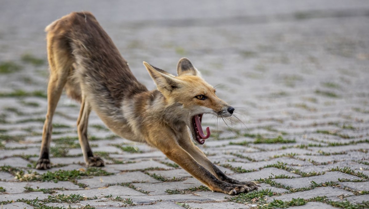Tilki lokalin maskotu oldu: Her akşam aynı saatte geliyor