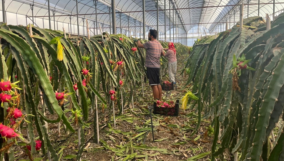 Kilosu 150 TL'den alıcı buluyor:  Hasat başladı, sofralarda yerini alıyor