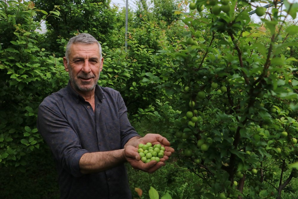 4 bin metrekare alanda üretiyor, kilosu 500 TL: Hatay'dan dünyaya yayılıyor 78 dDT3qQ5OSEmIvniIrITHVw