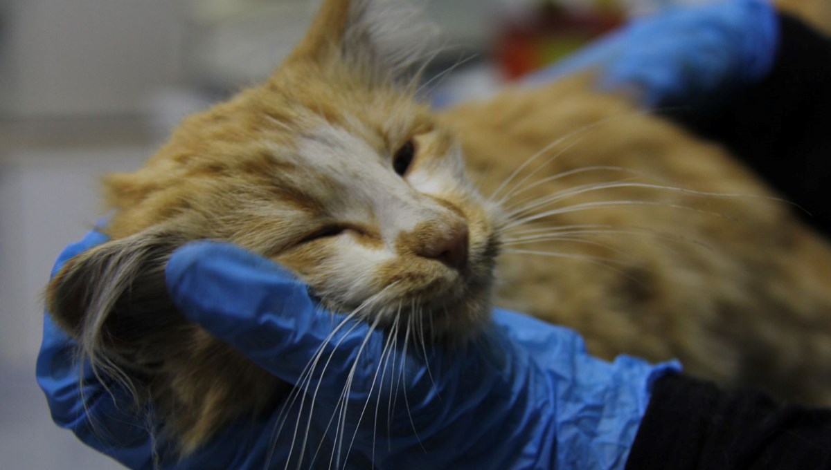 Kediden AIDS çıktı