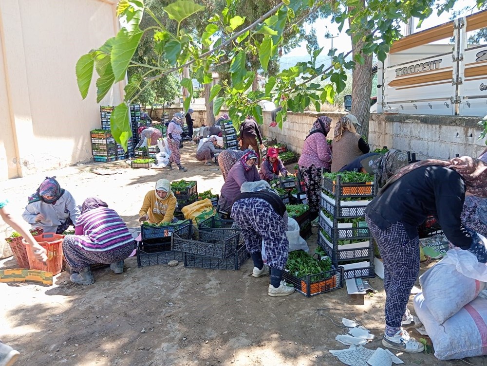 Türkiye’nin değerli üzüm üretim merkezlerinden biri: Bağ yaprağı dönemi açıldı 75 dEA90Yk ak 310vCsMiPiw
