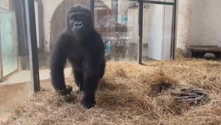 Nijerya'ya gidecekti: Goril 