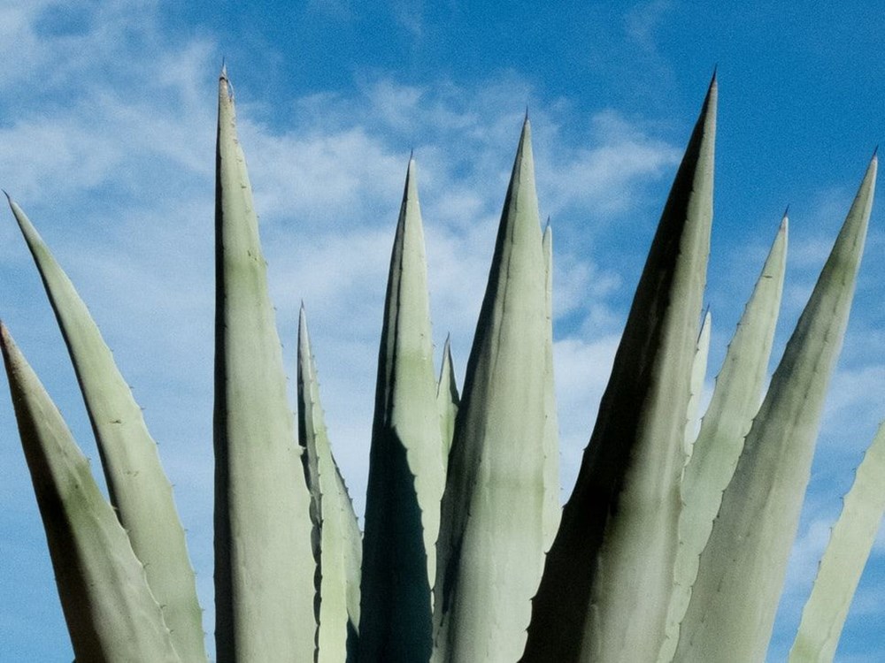 Aloe Vera (tıbbi sarısabır) nedir? Aloe Vera bitkisine nasıl bakılır? Faydaları nelerdir? - 7