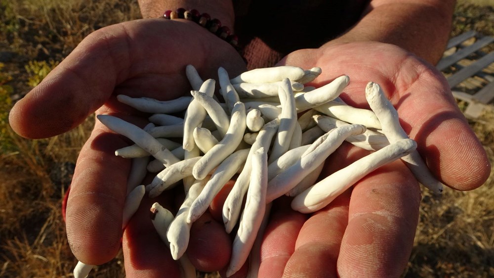 Altınla yarışıyor, kilosu 10 bin TL: Doğada kendiliğinden yetişiyor - 5