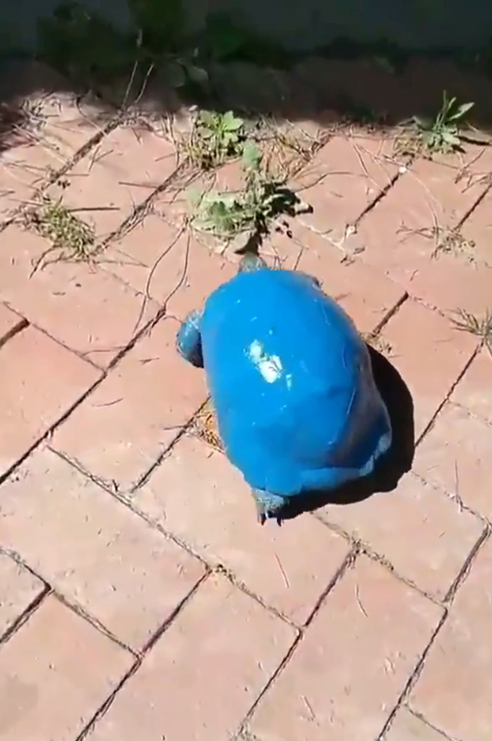 Kaplumbağayı maviye boyadılar - 1