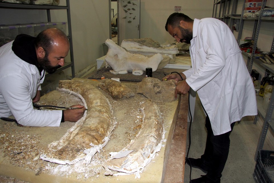 Kayseri'de bulunan 7,5 milyon yıllık dev fosil özenle temizleniyor - 3