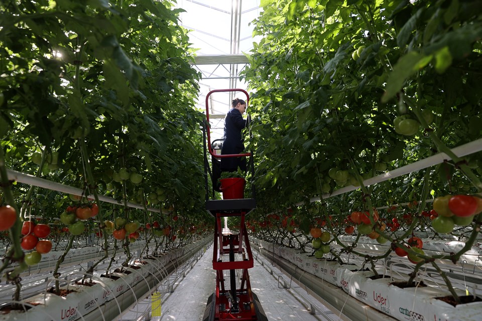 Sivas'ta Hollanda tipi üretim | Salkım domatesler Avrupa'ya satılıyor - 1