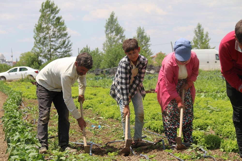 Mevsimlik işçilerin zorlu mücadelesi: Yüksek sıcaklığa rağmen çalışıyorlar - 3