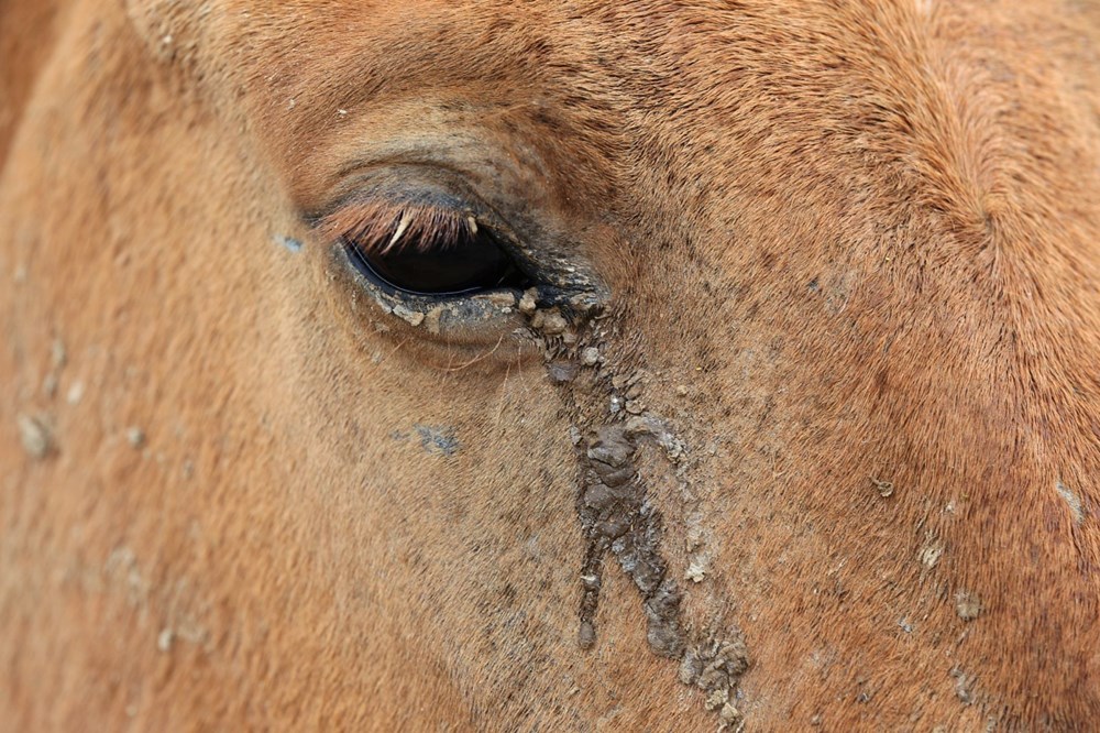 İklim değişikliğinin vurduğu Kazakistan'da binlerce hayvan öldü - 8