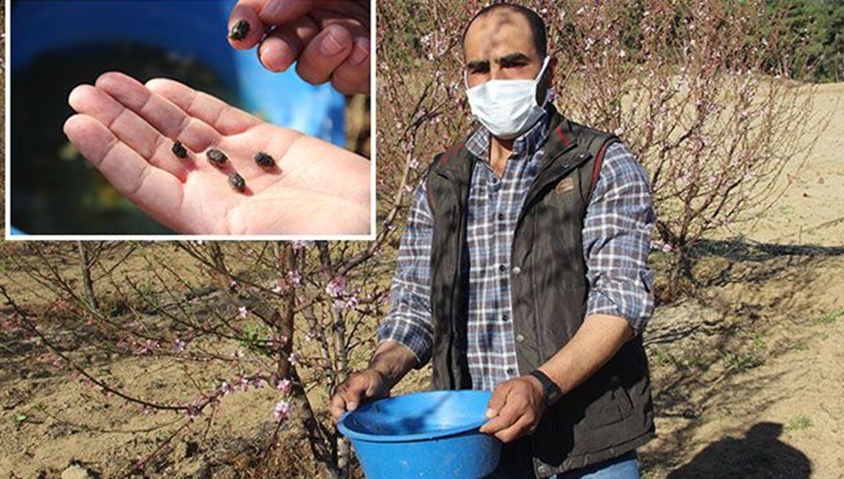 Meyve ağaçlarını böceklerden mavi leğenle kurtardı