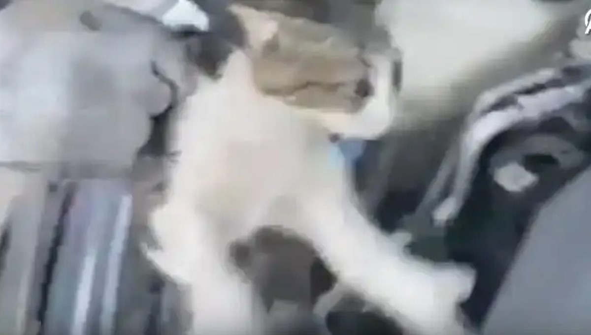 Minik kedi otomobilin motor kısmından böyle kurtarıldı