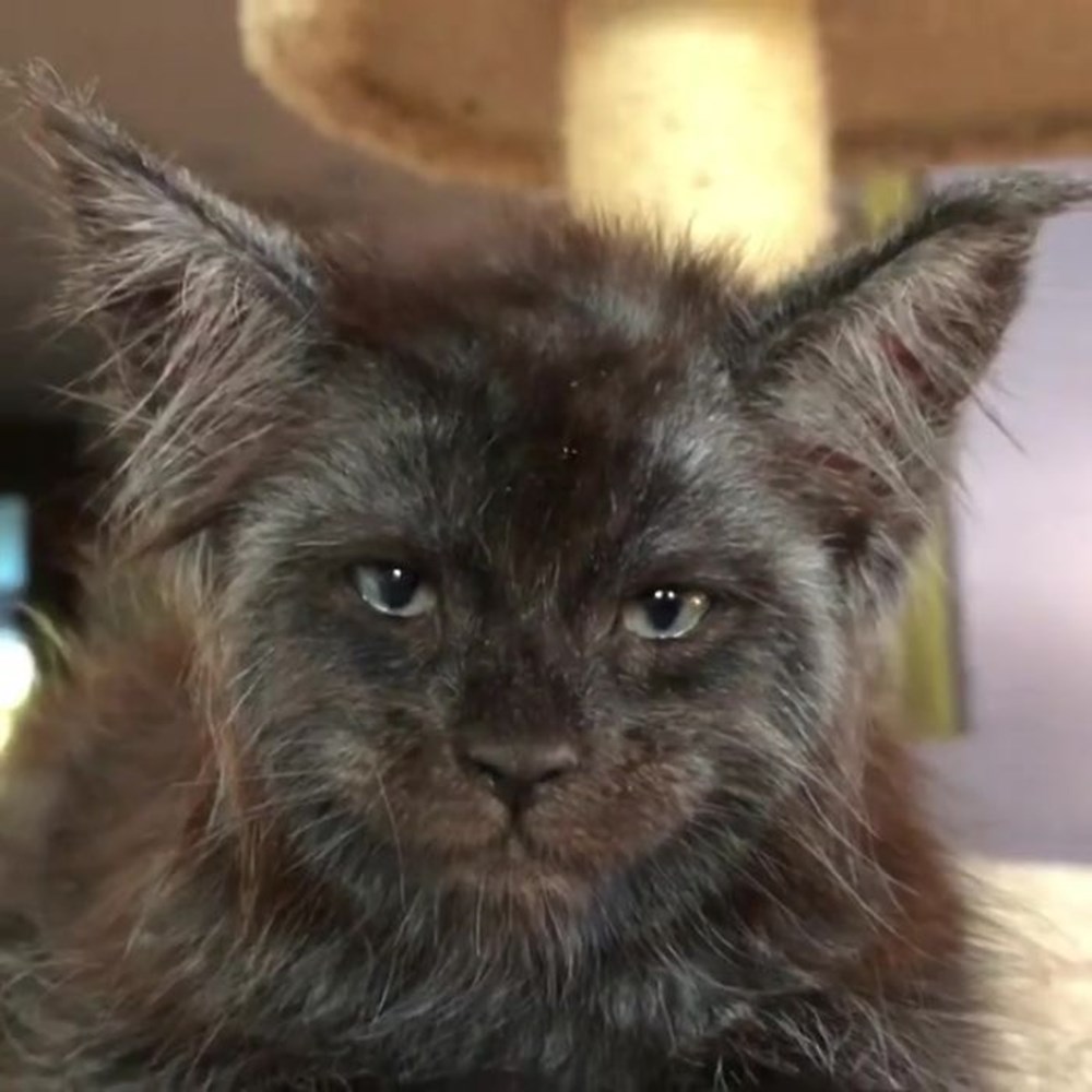 son fenomeni İnsan yüzlü kedi Valkyrie Magazin Haberleri