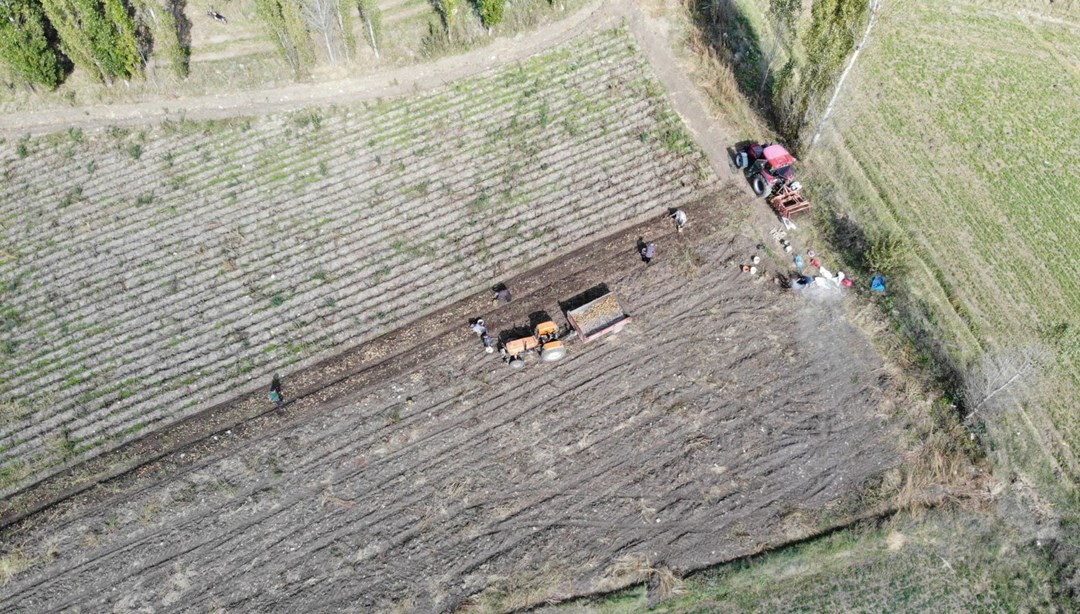 Bu yıl rekolte beklentinin üzerinde: "Kartol" olarak biliniyor
