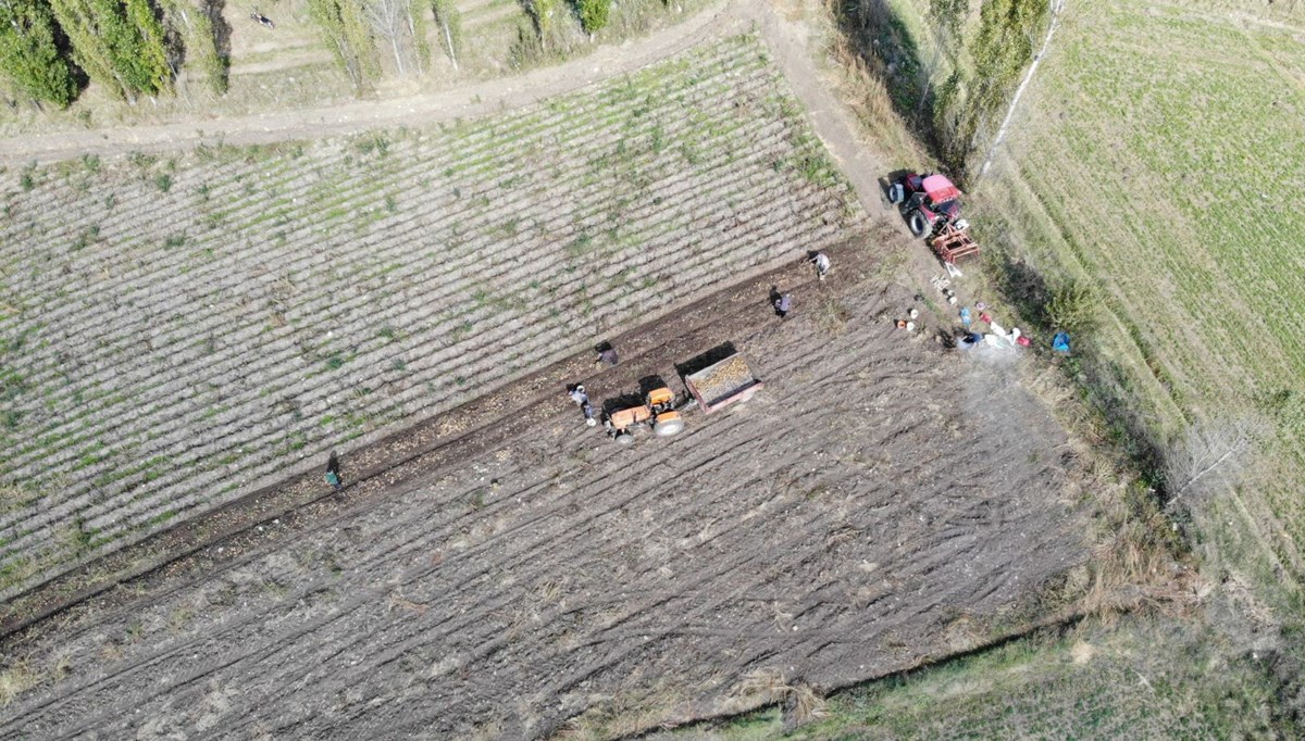 Bu yıl rekolte beklentinin üzerinde: