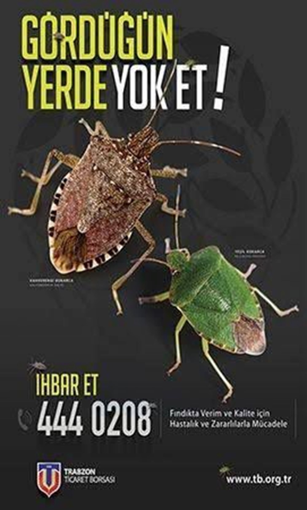 Karadeniz'de "istilacı böcek" kabusu | 14 bin yumurta bırakıyor - 7