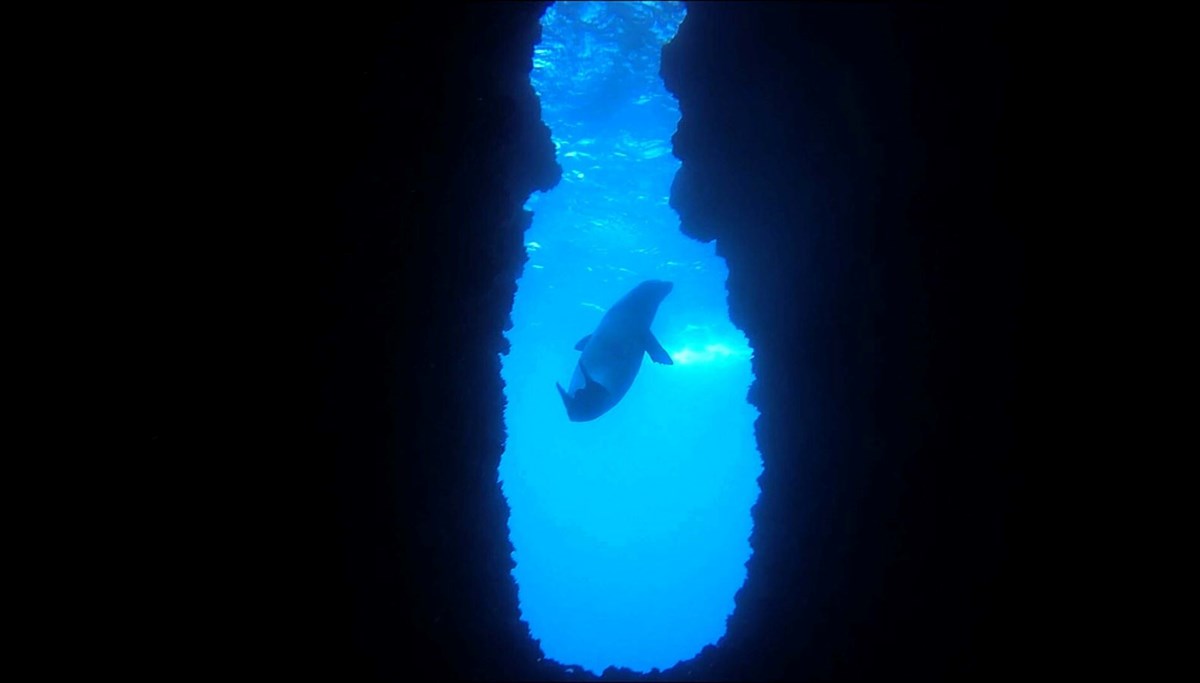 Nesli tehlike altında, dünyada sadece 900 tane kaldı: Kuşadası'nda görüldü