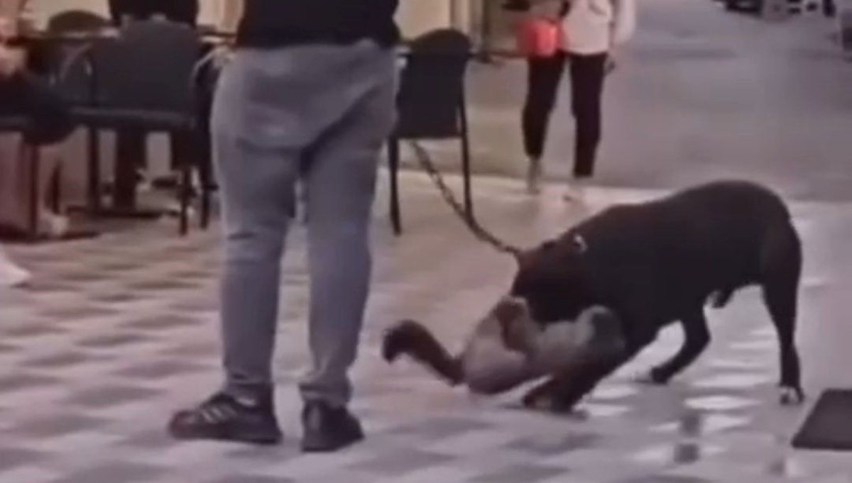 İzmir'de yasaklı ırk köpek kediyi nefessiz bıraktı, sahibi gözaltına alındı İzmir'de yasaklı ırk köpek kediyi nefessiz bıraktı, sahibi gözaltına alındı