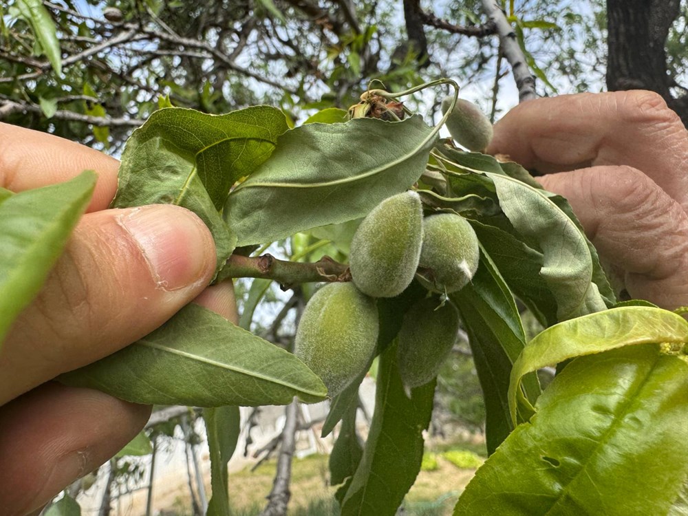 "Altın Değerinde İlk Hasat: Sezonun Müjdecisi Raflarda" 73