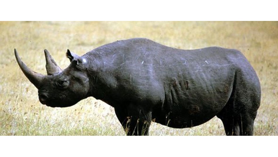 kenya da nesli tukenmekte olan 8 siyah