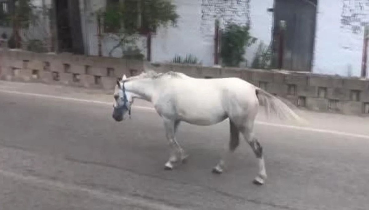 Esenyurt'ta başıboş at şaşkınlığı