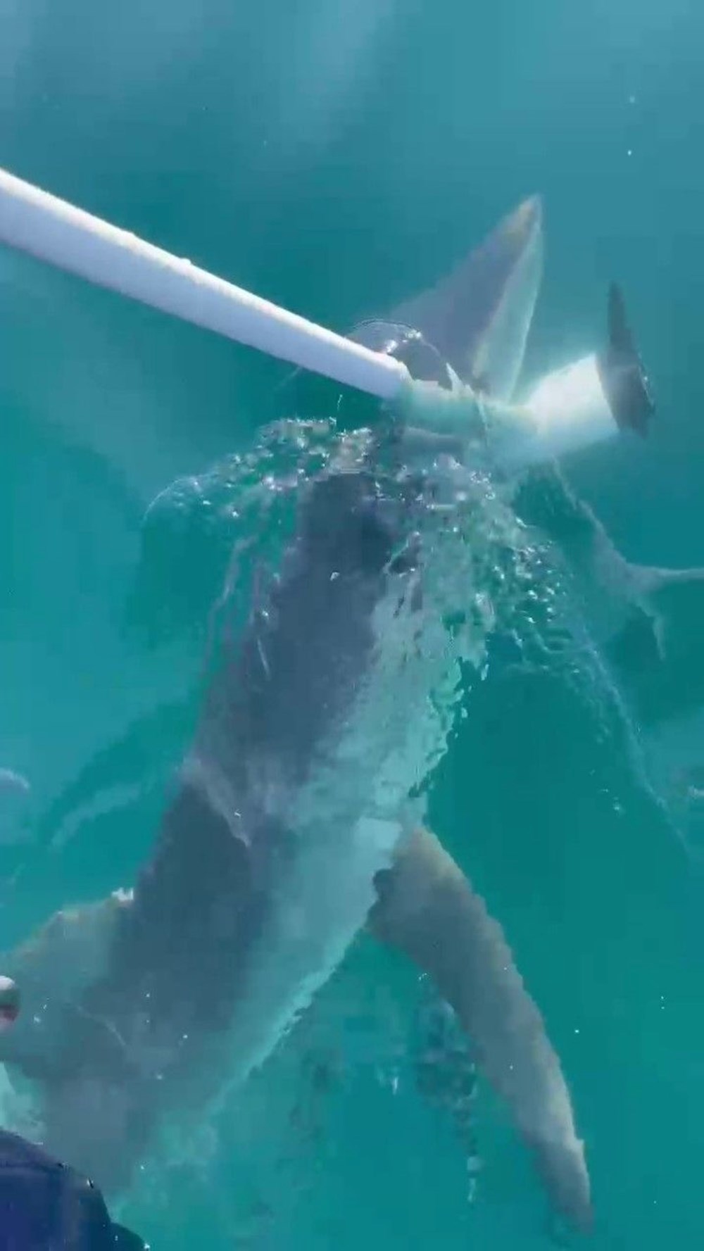 Yavru köpek balığı teknesine saldırdı: ''Akdeniz'de böylesini hiç görmemiştim'' 72 dQiOmttsKEGbMkO9oP0EoA