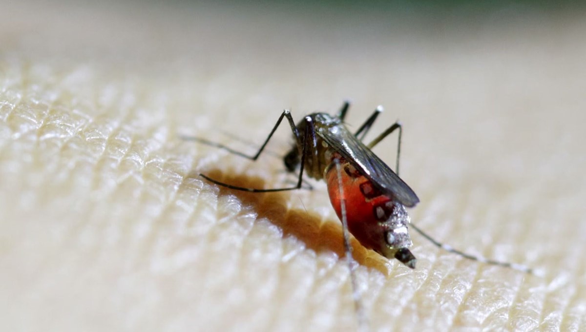 Chikungunya virüsü hızla yayılıyor
