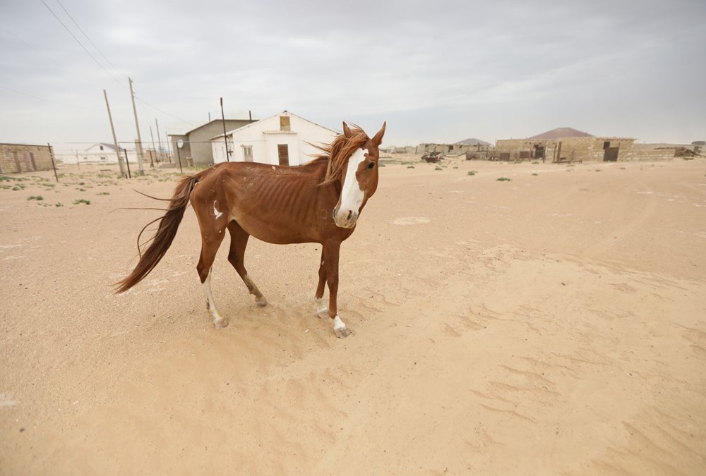 İklim değişikliğinin vurduğu Kazakistan'da binlerce hayvan öldü - 4