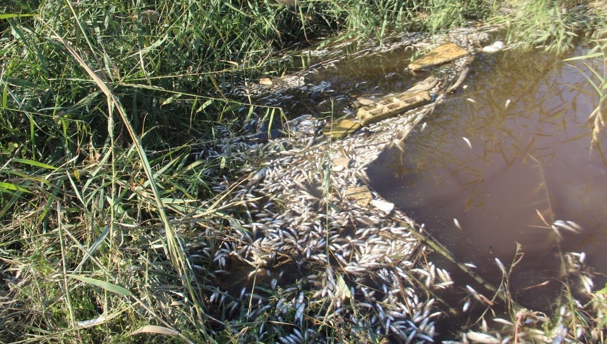 Büyük Menderes Nehri'nde atık nedeniyle binlerce balık öldü