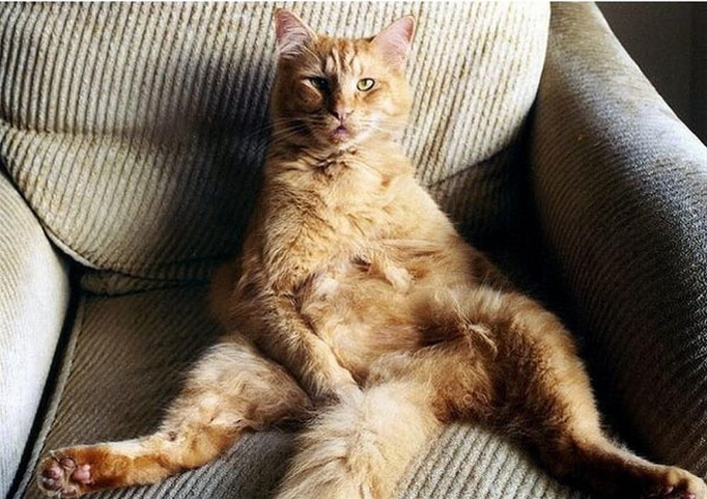 Красивые киски толстых. Толстый кот. Смешной кот на диване. Котенок развалился на диване. Наглый кот.