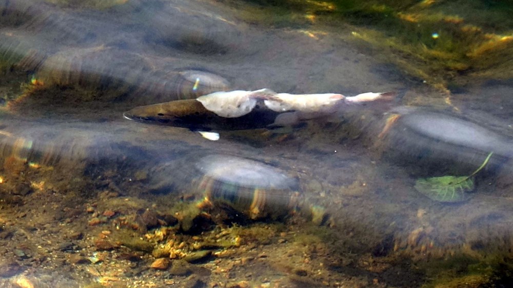 Uzungöl'de tedirgin eden balık ölümleri: İnceleme başlatıldı - 3